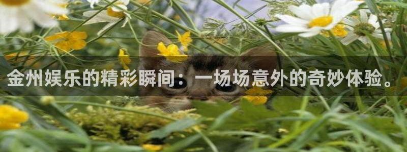门徒娱乐 - ng大舞台,有梦你就来：金州娱乐的精彩瞬间：一场场意外的奇妙体验。
